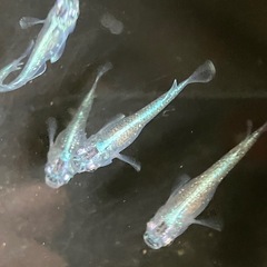 メダカ　サバの極み　10匹の画像