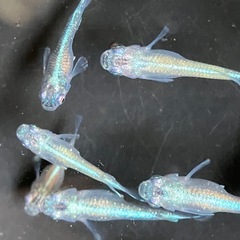 メダカ　サバの極み　10匹の画像