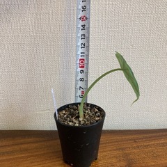 アロカシア　ドラゴンスケール② 観葉植物の画像