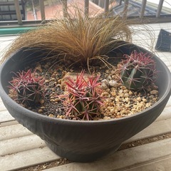 サボテン.神仙玉&カレックス寄せ植えの画像