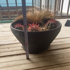 サボテン.神仙玉&カレックス寄せ植えの画像