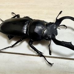 タイワンシカクワガタの画像