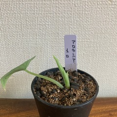 アロカシア　メロ　観葉植物の画像