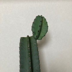 サボテン ブランチの画像