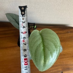 スキンダプサス　プラチナ　観葉植物の画像