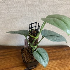 スキンダプサス　プラチナ　観葉植物の画像