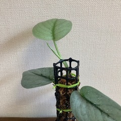 スキンダプサス　プラチナ　観葉植物の画像