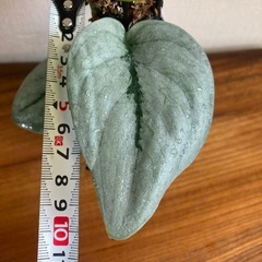 スキンダプサス　プラチナ　観葉植物の画像