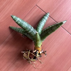 サンスベリア　ボンセレンシス　株分け苗　①こちらも抜き苗での発送となりますの画像