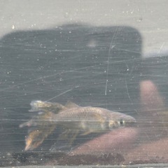 9/15阿形の画像
