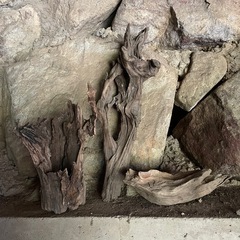 流木　オブジェ　9　 　　　の画像