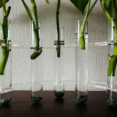 花瓶 フラワーベース 瓶 一輪挿し 試験管 クリア観葉植物 🌸おまけヒメモンステラ５株🪴観葉植物の画像