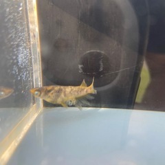 メダカ　金閣　メス1の画像