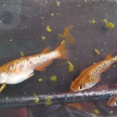 琥珀ラメメダカ6匹の画像