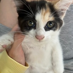 【募集ストップ中】🐱子猫の里親さん募集中🐱