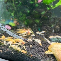 アルビノブッシーマウスの稚魚の画像