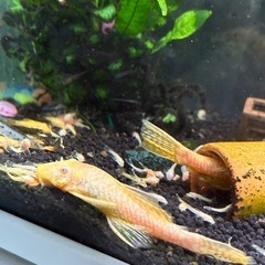 アルビノブッシーマウスの稚魚の画像