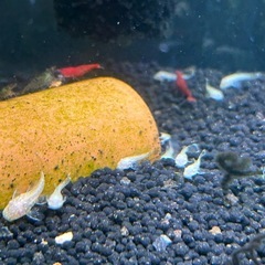 アルビノブッシーマウスの稚魚の画像