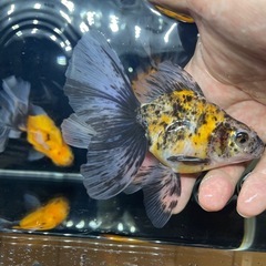 ローズテールオランダ　7匹の画像