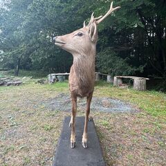 鹿の剥製 全身 黒い台座付き 現地でのお引き取り希望の画像