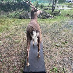 鹿の剥製 全身 黒い台座付き 現地でのお引き取り希望の画像