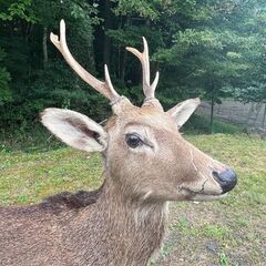 鹿の剥製 全身 黒い台座付き 現地でのお引き取り希望の画像