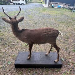 鹿の剥製 全身 黒い台座付き 現地でのお引き取り希望の画像
