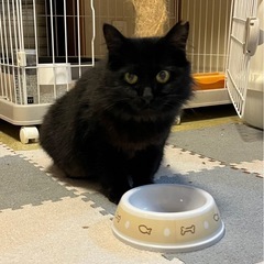 黒猫　美しい長毛さん　モフ子ちゃん