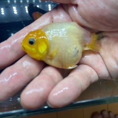 らんちゅう　ハネ　5匹セットの画像