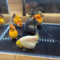 らんちゅう　ハネ　5匹セットの画像