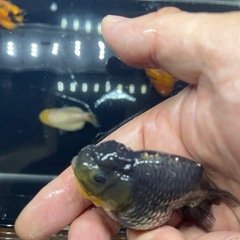 らんちゅう　ハネ　5匹セットの画像