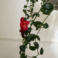 エスキナンサス（レッドスター）の画像