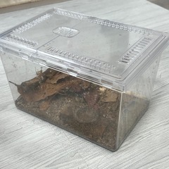 ノコギリクワガタ成虫　の画像