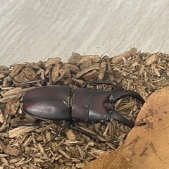 ノコギリクワガタ成虫　の画像