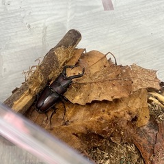 ノコギリクワガタ成虫　の画像