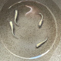 黒幹之流星　めだか　4匹　種親候補の画像