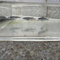 クラウドダークダイヤの画像