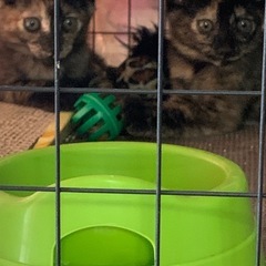 野良猫姉妹の里親さん募集🐈‍⬛
