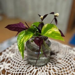 アルテルナンテラ　1株の画像