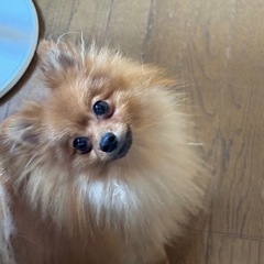 ポメラニアン純血一歳♂🙇