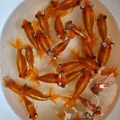 頂天眼(大)🐟の画像