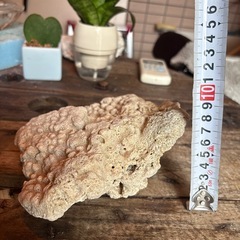 サンゴ石　ライブロックの画像