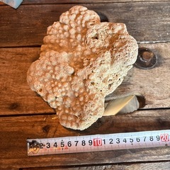 サンゴ石　ライブロックの画像
