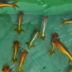 頂天眼(小)🐟の画像