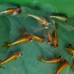 頂天眼(小)🐟の画像