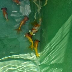 頂天眼(小)🐟の画像