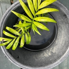 観葉植物 テーブルヤシ　1株の画像