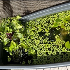 観葉植物 テーブルヤシ　1株の画像