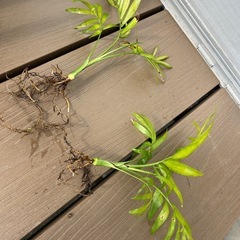 観葉植物 テーブルヤシ　1株の画像
