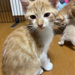 4ヶ月の子猫   オス
